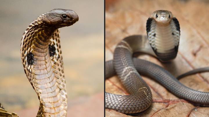 Venomous cobra dies after being bitten to death by an eight-year-old boy