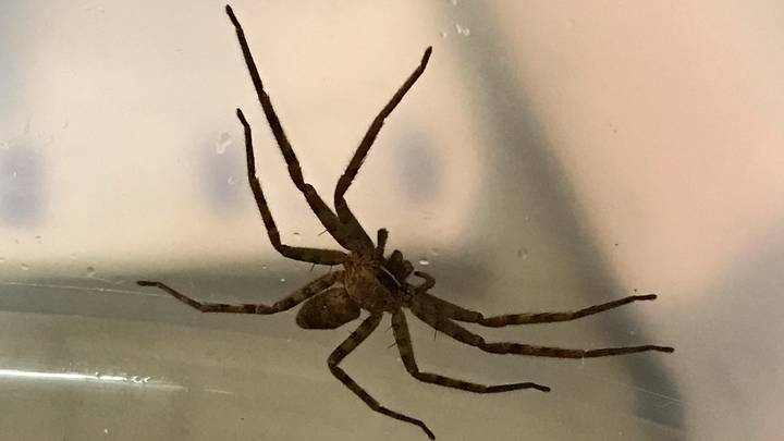 World's Biggest Spider With Bite That Can Cause Heart Palpitations Found In UK