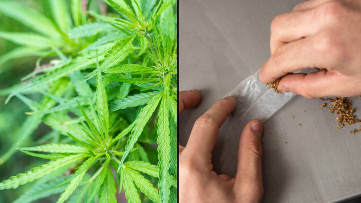 Bill to legalise cannabis in Australia could finally be introduced to parliament