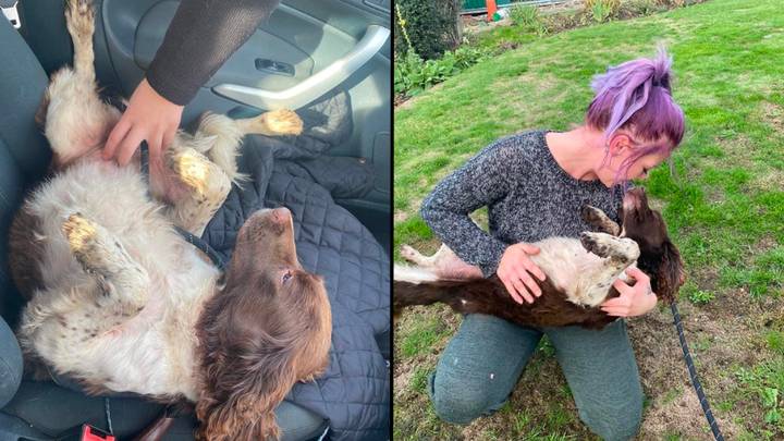 Family bid farewell to their dead dog only to realise they buried the wrong animal