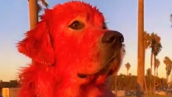 Woman Dyes Dog Red Over Fears Of Him Being Stolen