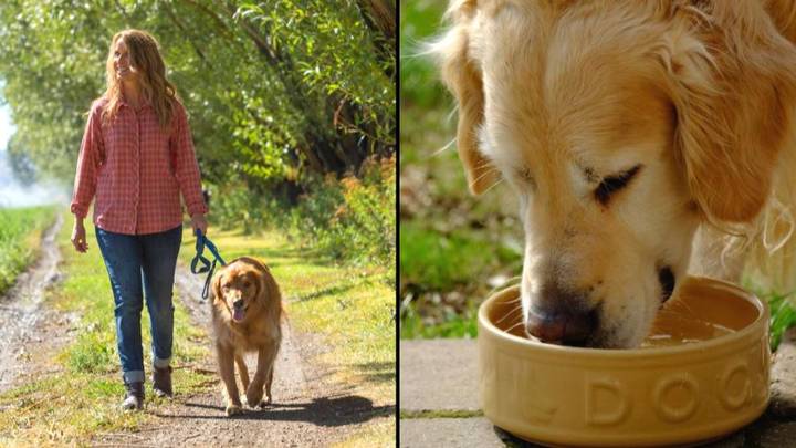 Dog Walkers Warned Over Time Of Day To Walk Pet With Red Extreme Heat Warning Issued