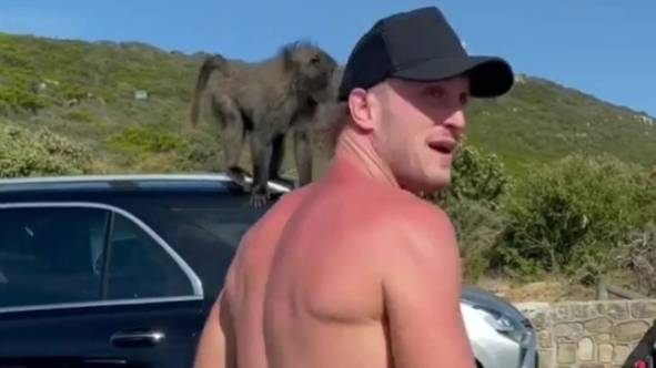 Monkeys Threaten To Attack Logan Paul And Take His Camera In Crazy Clip
