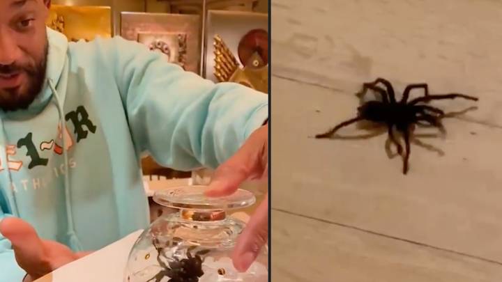 Will Smith freaks out after seeing massive spider inside home