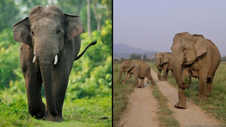 Elephant Trampled Woman To Death Then Showed Up To Her Funeral To Have Another Go At Her