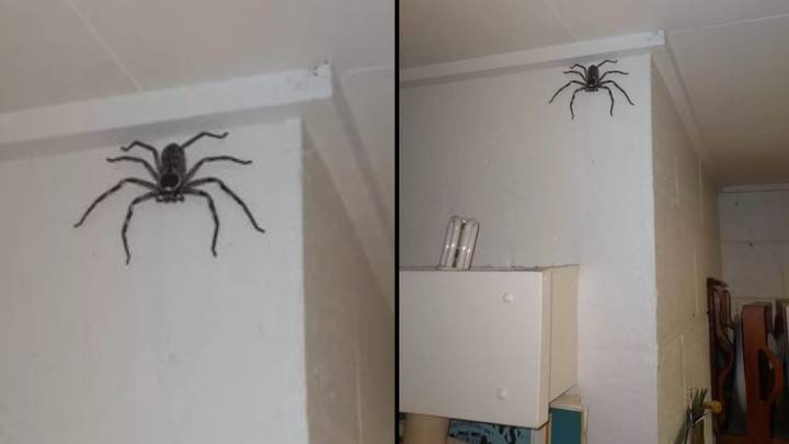 Aussie Family Horrifies World By Letting Humungous Spider Stay In Their Home For A Whole Year