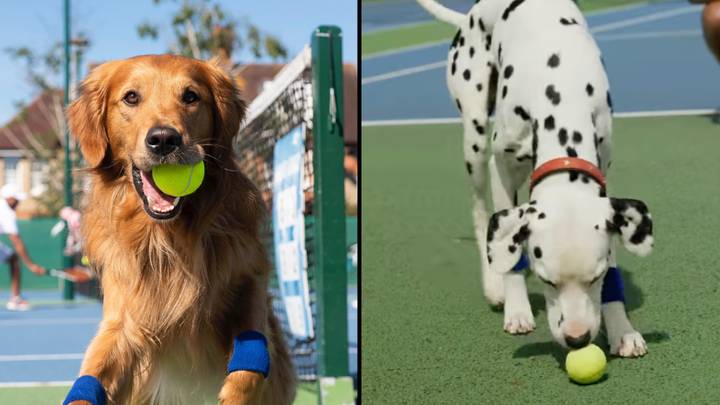 Plan To Replace Wimbledon Ball Boys And Girls With Dogs Failed Spectacularly
