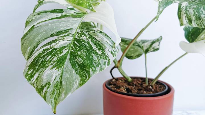 Supermarkets Could Be Selling Plants Worth Up To £4,000 For £10
