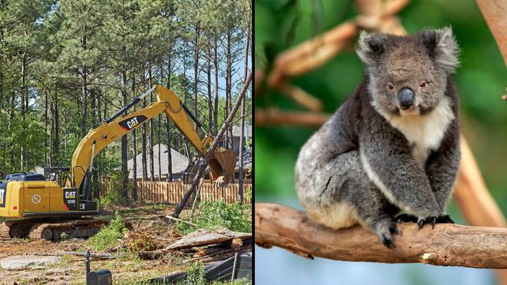 Land-Clearing Destroyed 90,000 Hectares Of Queensland Koala Habitat In Just One Year