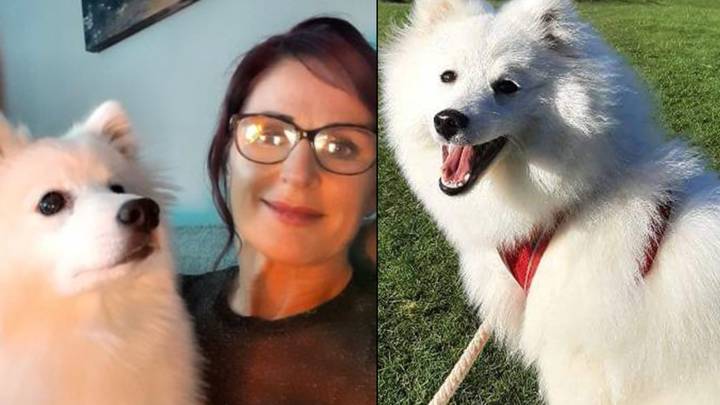 Mortified Woman Doesn't Recognise Dog After Trim Goes Awfully Wrong