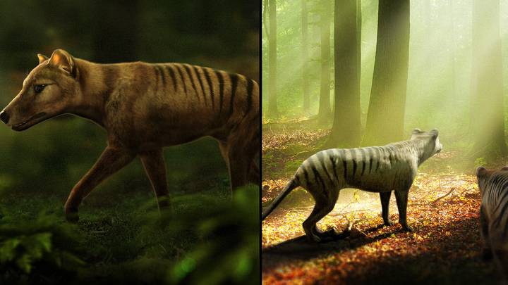 Scientists explain how they’re planning to bring the Tasmanian Tiger back from extinction