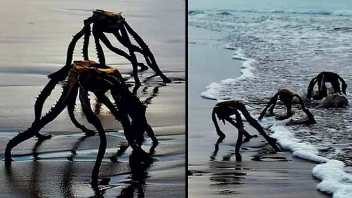 Dad sparks panic after photographing 'War of the Worlds aliens' coming out of the sea