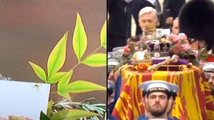 Viewers shocked at seeing spider running across card on Queen's coffin