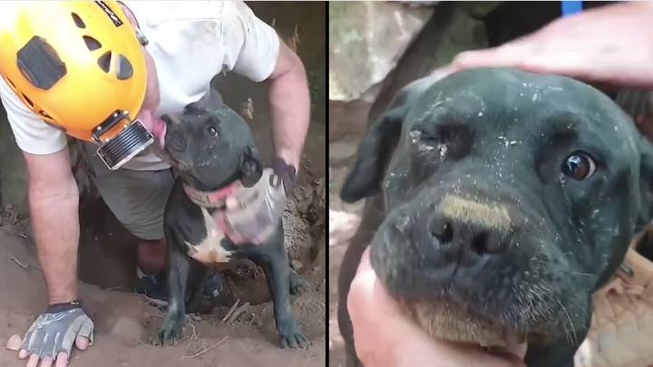 Volunteers rescue Jax the staffy after it got stuck in a cave for two days