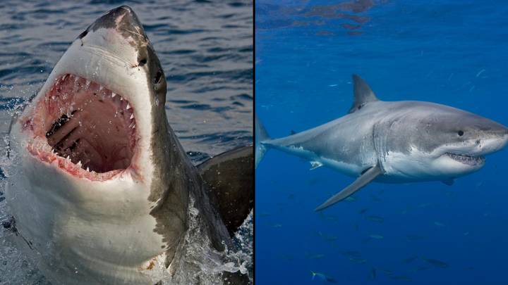 World's Deadliest Sharks Could Head To UK Because Of Global Warming