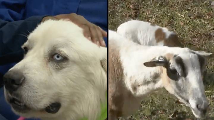 Brave sheepdog kills eight coyotes and protects his flock during 30 minute fight