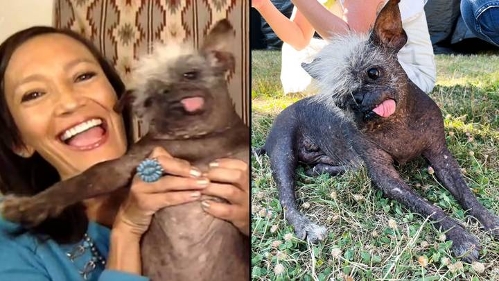 Owner Of World's Ugliest Dog Thinks Her Pet Is Actually Beautiful