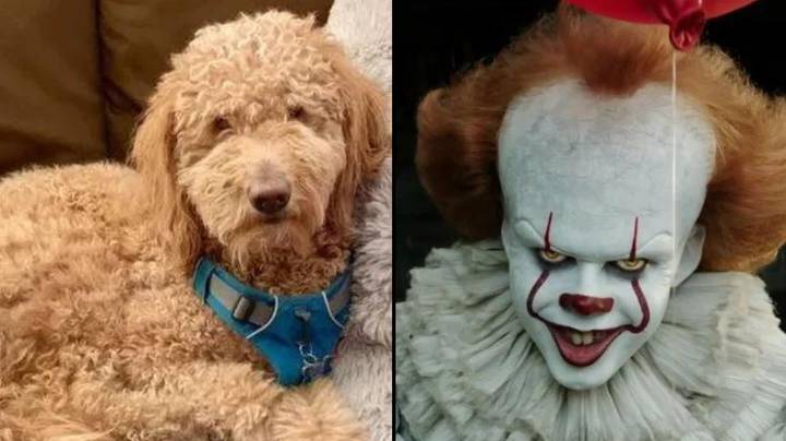 Horrified owner takes dog to groomers and it comes back looking like Pennywise