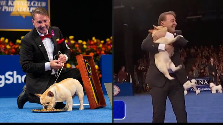 Winston becomes first French Bulldog in history to win Best in Show at National Dog Show