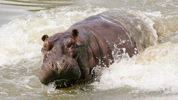 Pablo Escobar's 'Cocaine Hippos' Could Now Be Culled Following Government Ruling