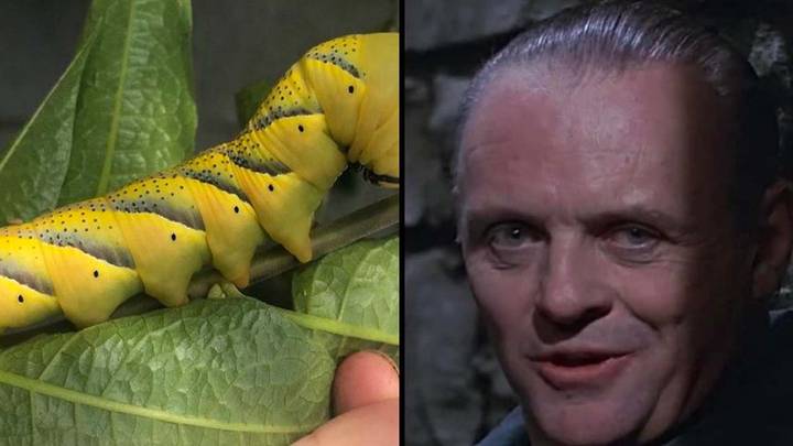 Couple stunned after finding Silence of the Lambs caterpillar in their garden