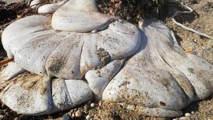 Huge faceless white blob found on UK beach leaves people baffled