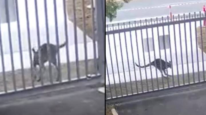 Kangaroo tries breaking into the Russian embassy in Australia