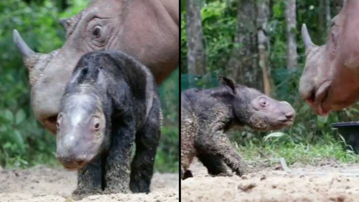 Endangered Species Of Sumatran Rhino Born In Captive Breeding Centre