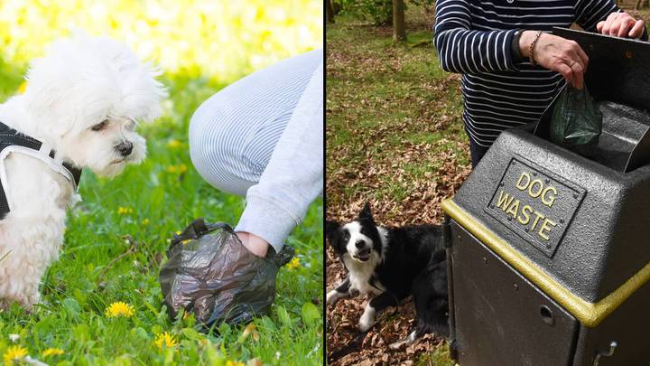 You Could Earn £5,000 By Smelling Dog Poop