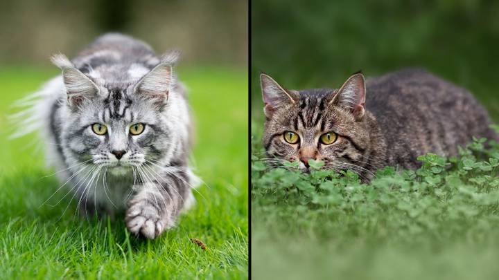 Pet Cats Are Responsible For Killing Up to 270 Million Animals Every Year In The UK