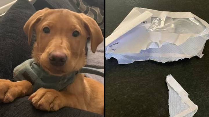 Mother left in shock after dog eats £600 electricity voucher