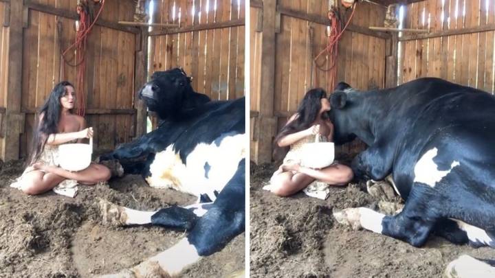 Woman Helps Cow To Relax By Singing And Giving Them A Sound Bath