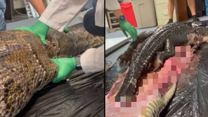 Whole 5-foot alligator found inside Burmese python