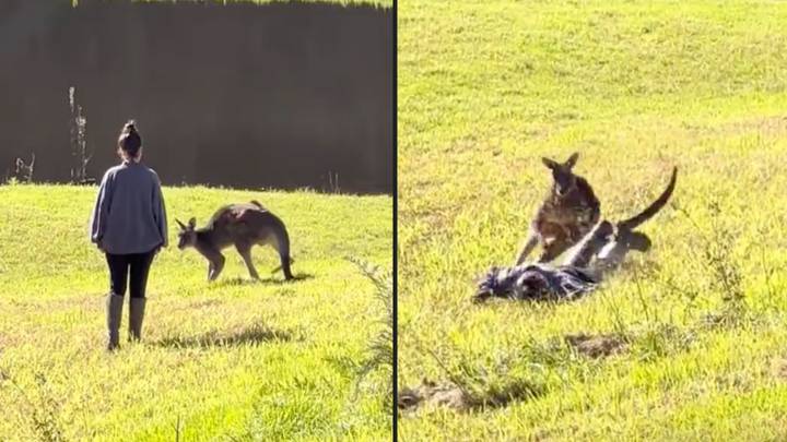 Woman gets 'attacked' by kangaroo after trying to get close enough to pat it