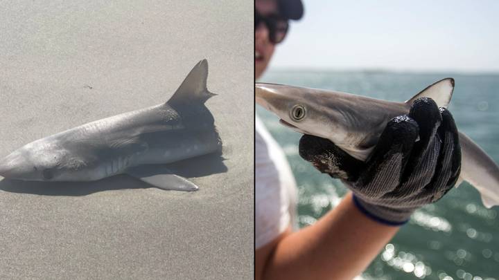 Shark Sliced In Half Washes Up On Beach And Now People Are Wondering What Predator Attacked It