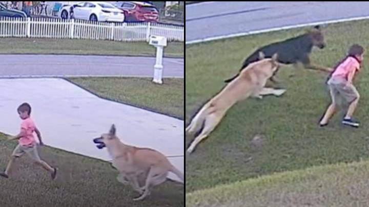 Unbelievable moment 6-year-old's dog saves him after another dog tries to  attack him