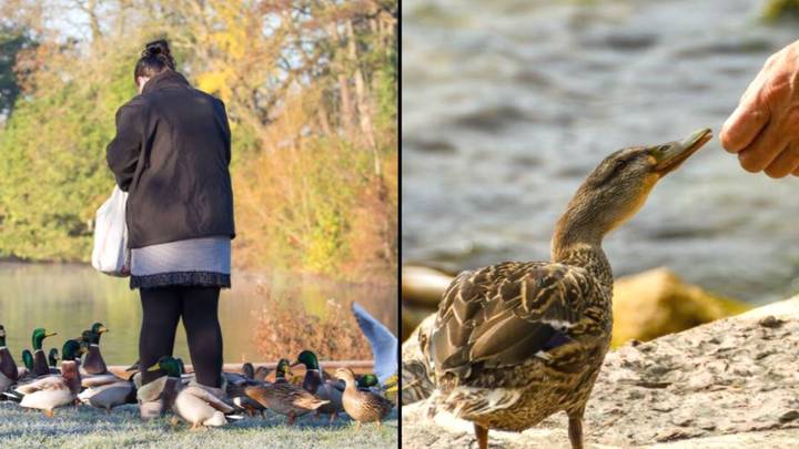 Woman Says She Was Treated Like Criminal And Given Huge Fine For Feeding Ducks
