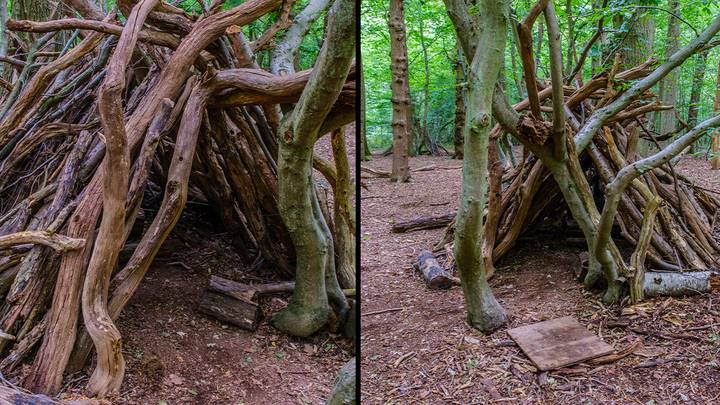 Teacher explains why there are often dens made out of large sticks in forests