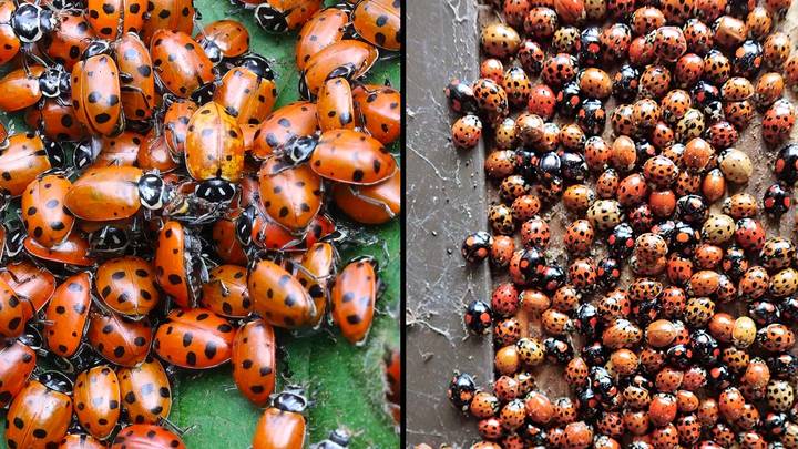 Cannibalistic ladybirds riddled with STIs set to swarm UK homes