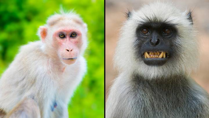 Farmer dies after monkey swarm attack ends in him plunging from rooftop
