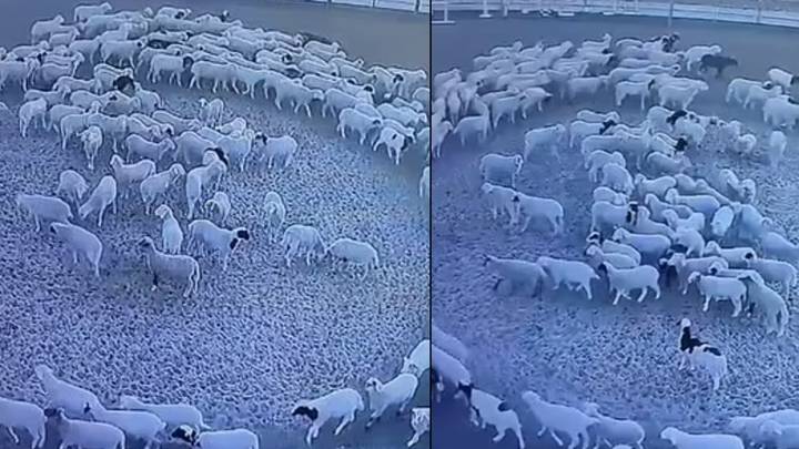 Mystery as sheep walk around around in continuous circle for '12 days without stopping'