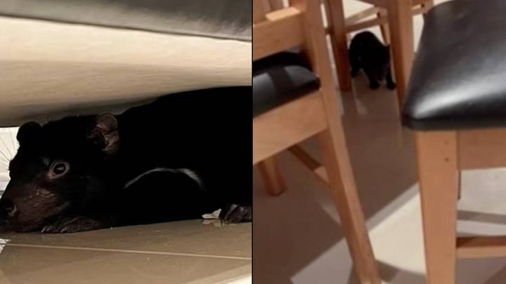 Tasmanian devil found under couch after being mistaken for dog toy