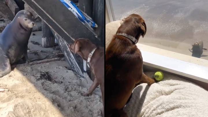 Adorable Dog Devastated After His Sea Lion Friend Gets Killed By A Whale