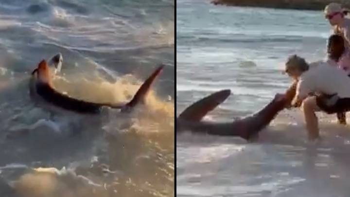 Fearless Blokes Rescue Shark That Was Stuck On An Aussie Beach