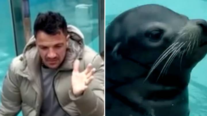 Peter Andre sings Mysterious Girl to sea lion in viral video