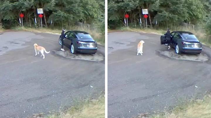 Heartbreaking clip shows dog being abandoned by its owner