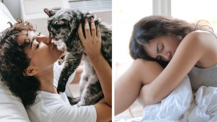 Woman divorcing husband after he gave cat to animal shelter without her permission