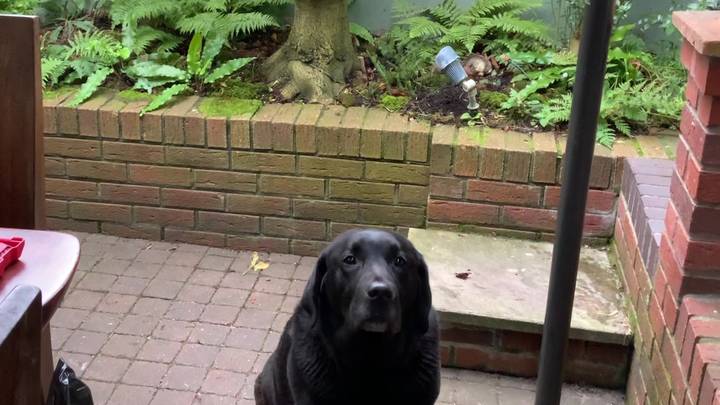 Clever Dog Fetches Owner Cocktails When She Says 'Gin O'clock'