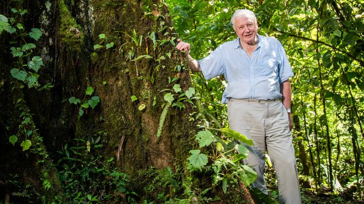 The Green Planet: David Attenborough's New Nature Documentary Airs On Sunday 9th January