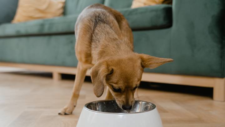 Vet Reveals Why Feeding Your Dog A Plant-Based Diet Could Transform Their Health